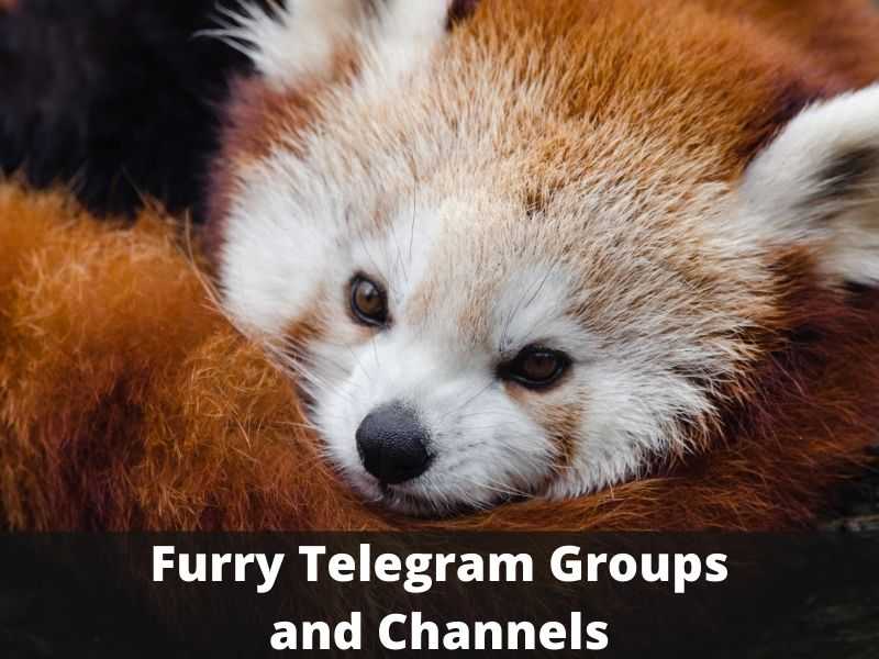 Furry Telegram Group and Channel Links list